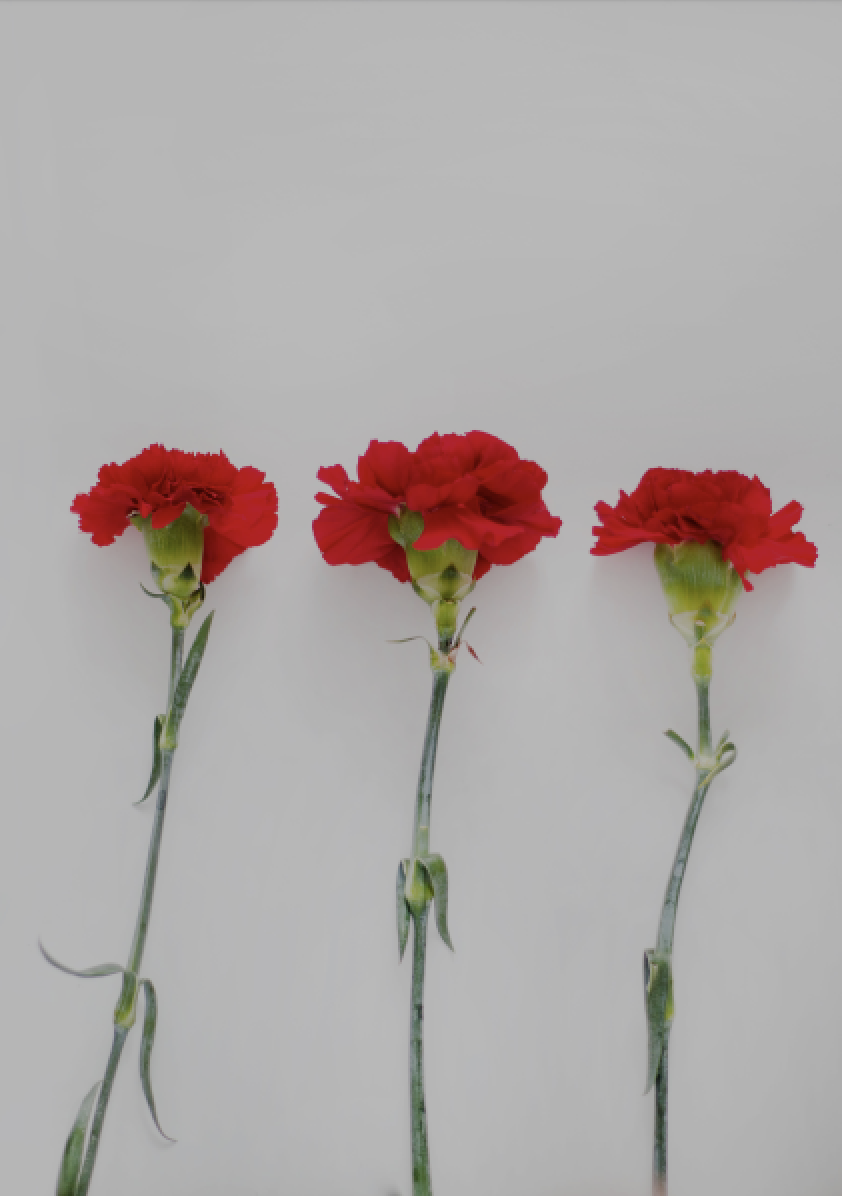 Three red flowers on a light background. 