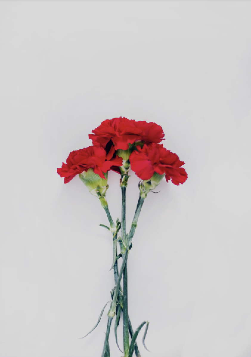 Three red flowers in a bunch on a light background. 